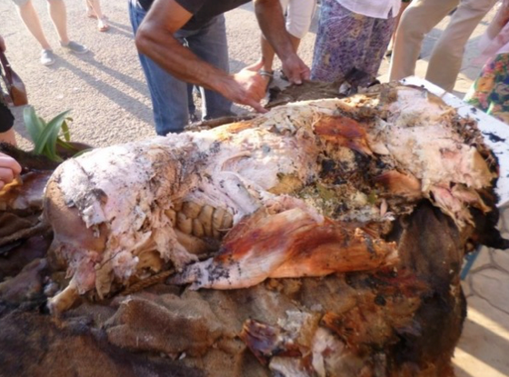 The whole cooked pig